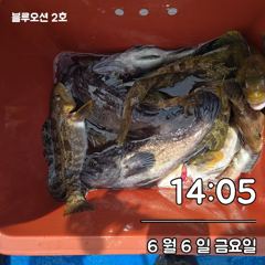 오늘은 노래미 사진