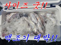 토요일 백조기낚시 사이즈굿/마릿수 굿!!