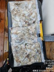 바람ㆍ폭우에 열심히 해주신 조사님들 고생하셨습니다 200수에서350수정도했네요