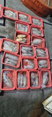 [통영에메랄드호]  무시와 왕고구마~~ 추석내내 출항중 사진