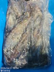 4월 20일 몰디브 한치 조황