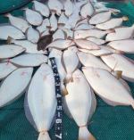 광어조황 글만 보기