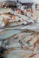 [거제블루]거제권한치 여전히 씨알좋고 마릿수 살아나고있고  수목 예약가능~~ 사진