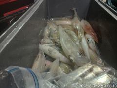 대포 왕한치 엄청난 너울속에도 ᆢ. 먹물칠갑  내일 예약가능 
