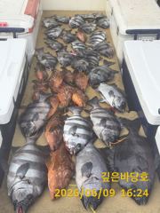 [제주 깊은바당호] 6월 9일 돌돔 조황입니다 사진