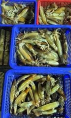 화살촉오징어 쿨러가득 퍽퍽 꽉꽉 찹니다  사진