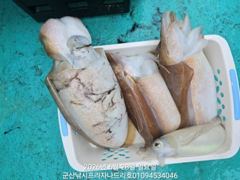 28일, 대포알 갑오징어~사이즈 굿~ ~~야간 고등어,삼치 갑니다~군산 나드리호 사진