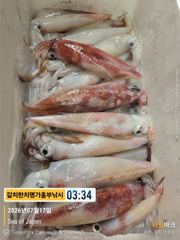 완전 퍼담고 한치 대포 한치들 수두록  오늘내일모래 계속 출항