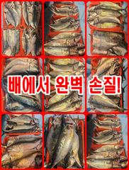 ◆인해호◆5짜 고등어◆부시리는 덤◆야간 고등어·삼치◆ 사진
