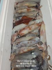 한치 출동 사진