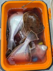7월 25일 조황정보입니다 사진