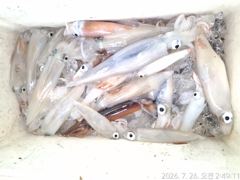 통영신진호)한치!  씨알 좋아요   사진