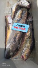 26.7.26일 대구타이라바 조황 입니다  사진
