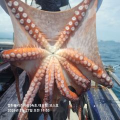 속초보스호 7/27(월) 대(왕)문어조황 5kg~7kg급 대문어가...