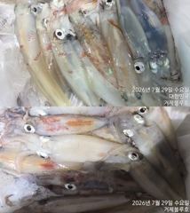 [거제블루] 거제권한치 여전히 씨알만큼은 굿!!!쿨러조황  내일 졸업식 예약가능~~ 사진