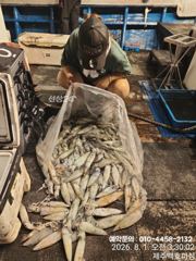 !!!제주 백호피싱!!! 7월31일 한치 조황