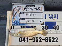8월 1일 홍원항 뉴아일랜드호 백조기 왕중왕전 이벤트 조황! 순위권 변동 발생! 32.4cm 기록!