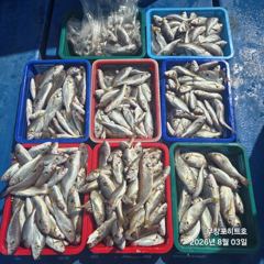 무창포 백조기 No.1 " 프로낚시 " 8. 3( 월 )<<<<< 히 트 호 >>>>> 백조기 조황보고... 사진