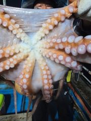 7.23 문어조황 사진