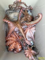 여수그린나래호/ 8월4일,5일 여수문어낚시조황 !!(19일부터 예약가능!! 갈치지깅도 나갑니다)