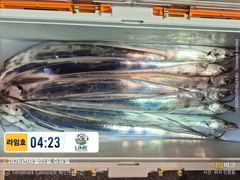 [통영] [통영라임호] 8월5일 입항 갈치 조황!! 더버워 더버요 그래…