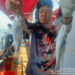 백/쭈/갑조황 - 26년8월5일 홍원항 백두산호 백조기 조황입니다.. - 홍원항 백두산호,배낚시,바다낚시