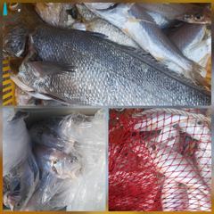 마검포 뉴정원호 8/6 왕백조기 조황 입니다