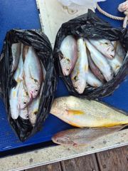 백조기 조황 사진