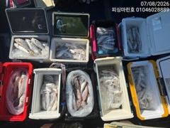 조황정보 - 8/7 백조기 조황 - 무창포선상낚시