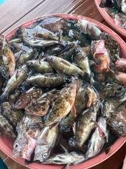 삼천포 물새호 낮볼락조황 사진