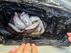 2026.08.08 태안 마검포 신출항호 백조기 사진