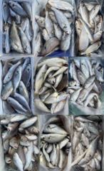 오늘의조황 - 8월6일 얼음돔 부세백조기 전원 쿨러조황 - 홍원항 한스타호 사진