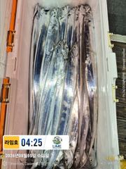 (통영라임호) 8열13일부터나갑니다! 연락주세요01023004931