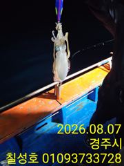 경주감포 무늬오징어 금요일부터 출조모집합니다