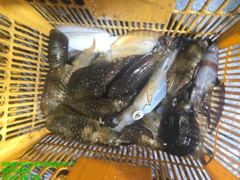 [무늬] 307수 마~이 나옵니다 사진