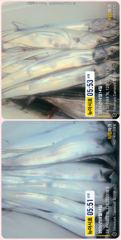 [통영] 통영 뉴 아시아호>> 머나먼 곳으로 대갈치 찾아서~