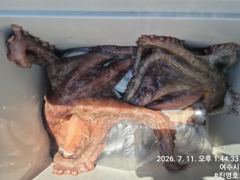 여수진영호문어조항입니다 사진
