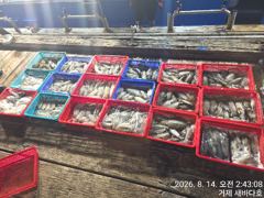 거제 새바다호  목요일밤 야간 무늬오징어 팁런 총 350수 장원이 50수 잡고 왔읍니다  일요일  예약가능합니다 사진