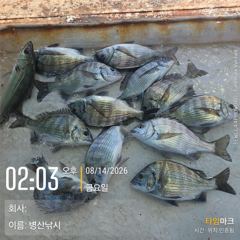 병산  감성돔마리수  농어마리수 선외기 흘림조황~~