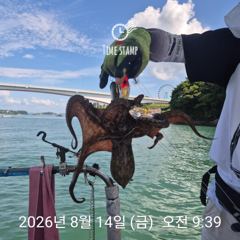 문어 장원 22마리!