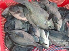 포항강성2호 벵에돔 슈퍼전갱이 사진