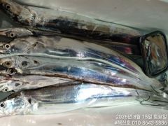 (갈치)번쩍번쩍 3지4지 특上품 생미끼 덥썩~해신호(17일 예약)