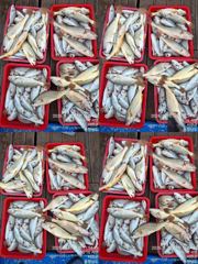 오늘의조황 - 8월14일오전 백조기 굿 조황 - 홍원항 골드피싱호,배낚시,선상낚시 전문 사진