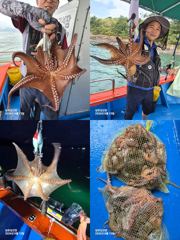 [사천] 15일,돌문어조황,삼천포,삼포김선장(자리여유예약중입니다