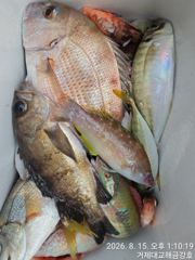 (생활낚시)가족팀 참돔 전갱이 볼락까지 손맛 실컷~해금강호(16일 예약) 사진