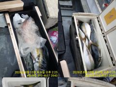 <승리호> 농어,부시리,삼치-메탈,타이라바 마무리 조황(15일)-즐낚하고 입항했습니다. 사진