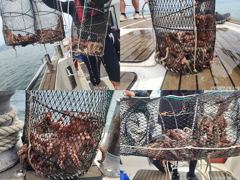 문어,두분,세분,동시히트.우루루,왕창,,(에약가능)