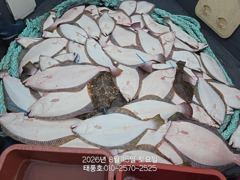 [광어조황] I/15 태풍호 광어 조황 사진
