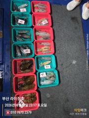 8월15일 무늬오징어 사진