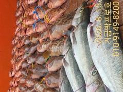 고흥.거금박프로호 붉바리외수질 전문선사조황 ~농어가 보너스 사진